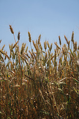 Image showing corn field