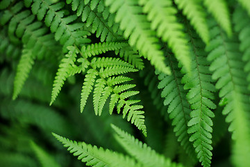 Image showing green leaves background