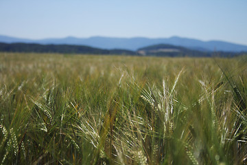 Image showing corn field