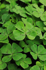 Image showing green leaves background