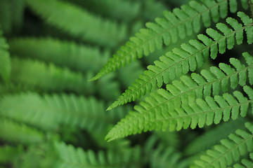 Image showing green leaves background