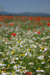 Image showing flower field