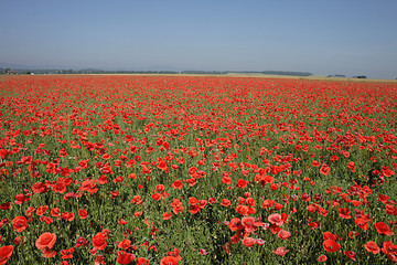 Image showing poppy flower field