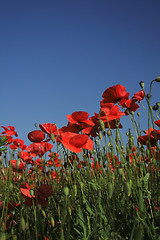 Image showing poppy flower field