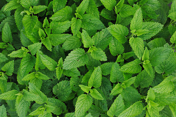 Image showing sweet mint background