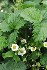 Image showing strawberries flower