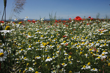 Image showing flower field