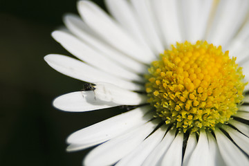 Image showing detail of flower