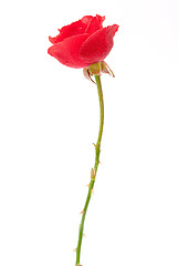 Image showing Red rose 