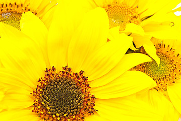 Image showing Sunflowers 