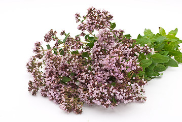 Image showing Herbal medicine:Thyme 