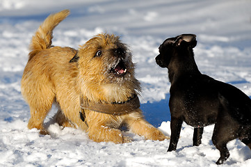 Image showing Two dogs playing