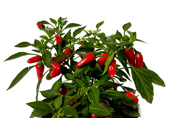 Image showing Chilli plant