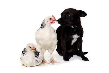 Image showing Puppy dog and chickens