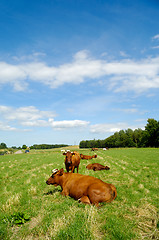 Image showing Cows on green grass