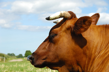 Image showing Cow face