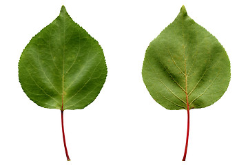 Image showing Apricot leaf