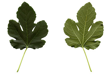 Image showing Fig leaf