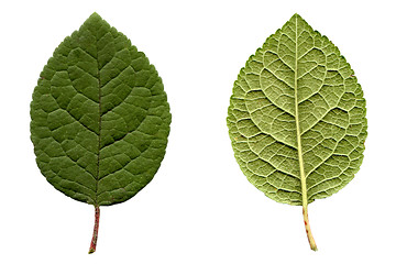 Image showing Prune leaf