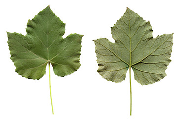 Image showing Vitis leaf