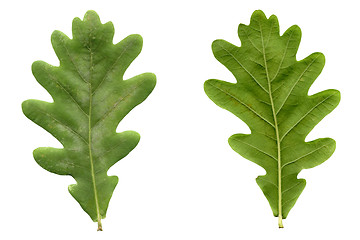 Image showing Oak leaf