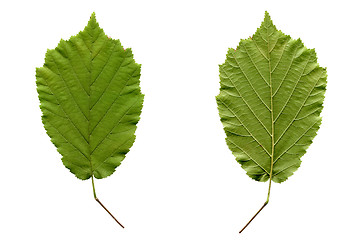 Image showing Hazelnut leaf