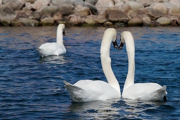 Image showing Two Swans look away
