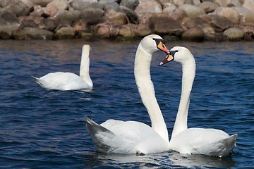 Image showing Two Swans