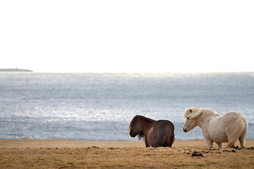 Image showing Icelandic horses