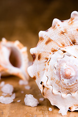 Image showing sea shells and salt