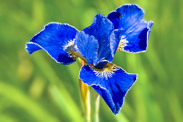 Image showing Blue iris