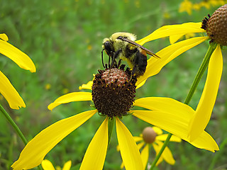 Image showing Bee On Yellow Flower