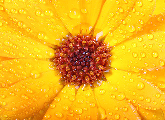 Image showing Orange flower of calendula with dew