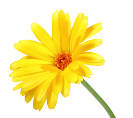 Image showing One orange flower of calendula