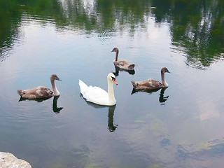 Image showing Swan with chicks  