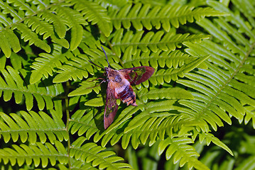 Image showing Moth on a fern