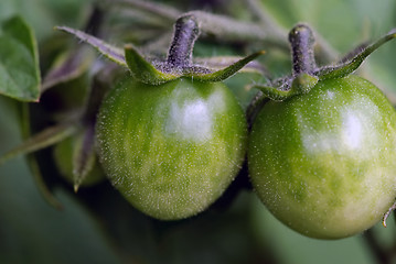 Image showing Green Tomatoes