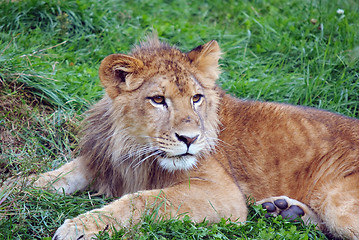 Image showing Young male lion