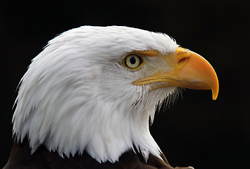 Image showing Bald eagle