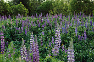 Image showing Wild Lupines