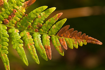 Image showing fern in fall