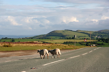 Image showing two sheep