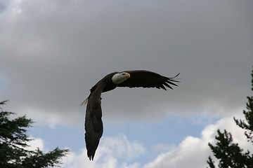 Image showing bald eagle