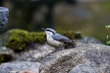 Image showing Nuthatch