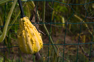 Image showing squash or pumpkin