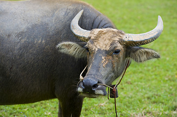 Image showing watterbuffalo in thailand