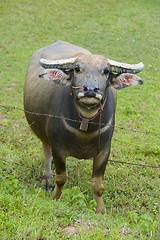 Image showing watterbuffalo in thailand