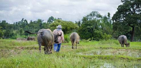 Image showing asian farmer with water buffaloes