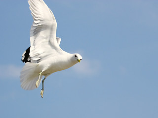 Image showing Seagull in flight on background blue sky