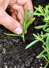 Image showing Planting lavender